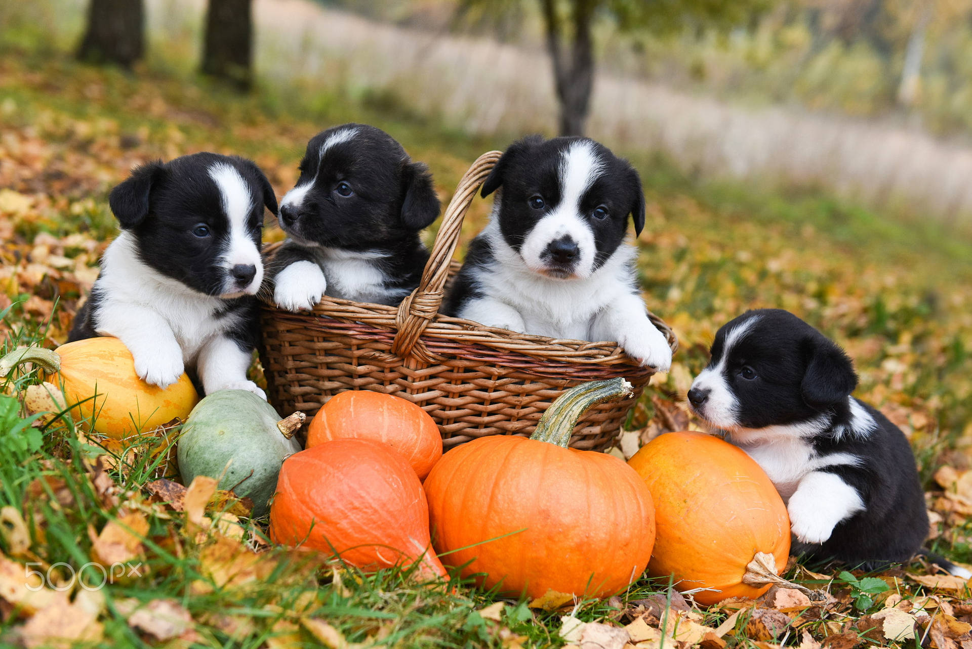 Adorable Halloween Puppies Enjoying a Day in the Park Wallpaper