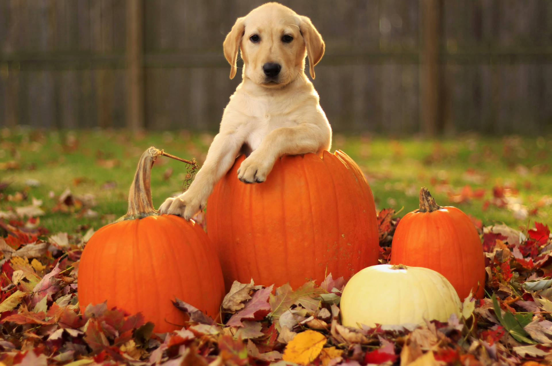 Sød Halloween Hund I Efterårsblade Wallpaper