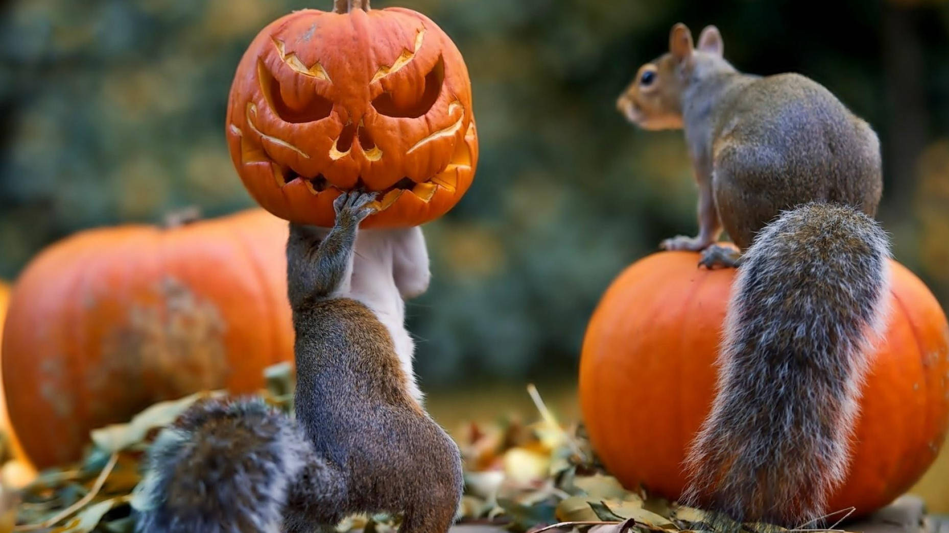 Cute Halloween Squirrels Wallpaper
