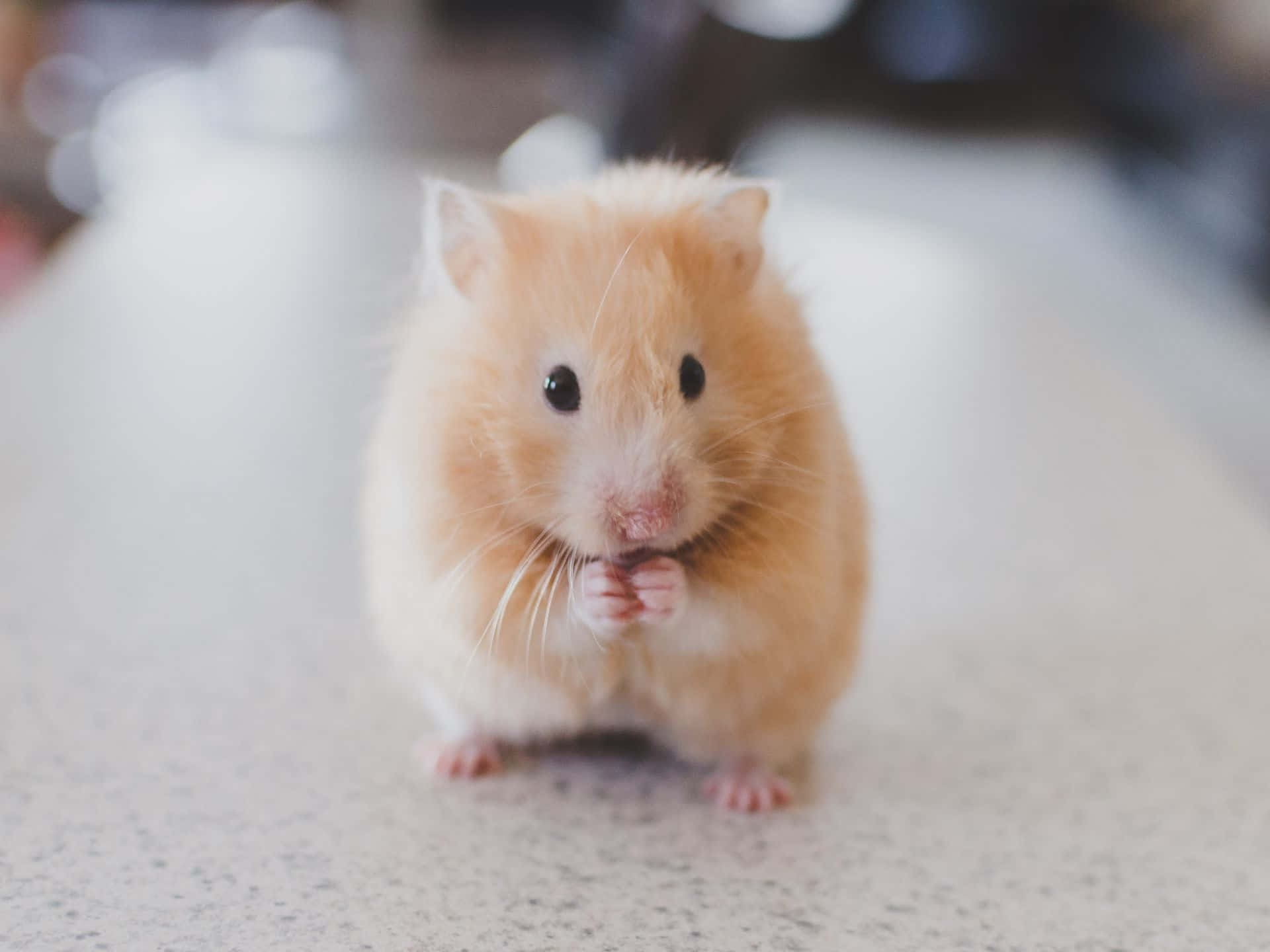 Cute Hamster Eating Treat Wallpaper