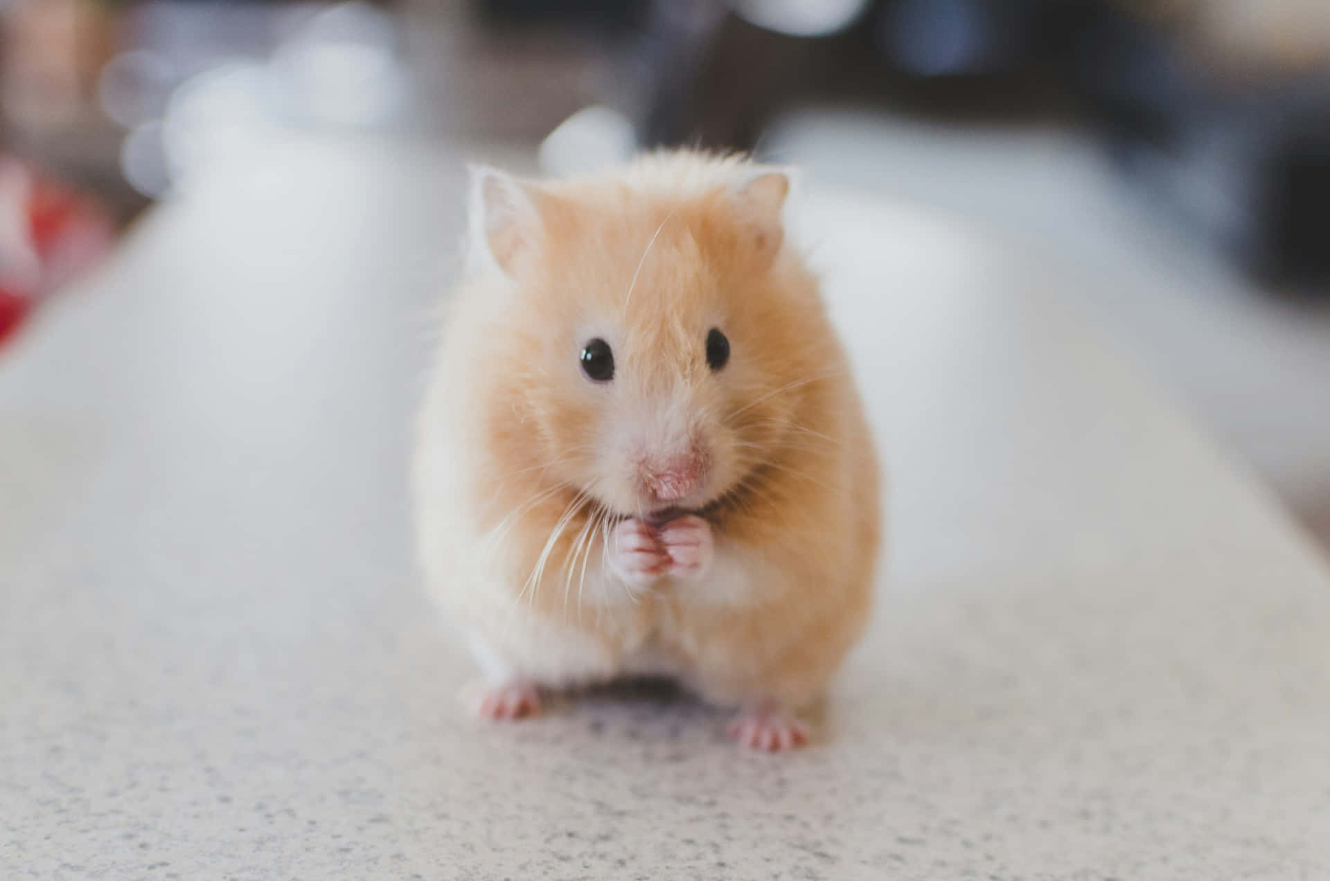 Cute Hamster Eating Treat Wallpaper