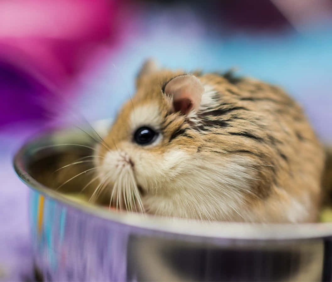 Cute Brown Hamster Pictures