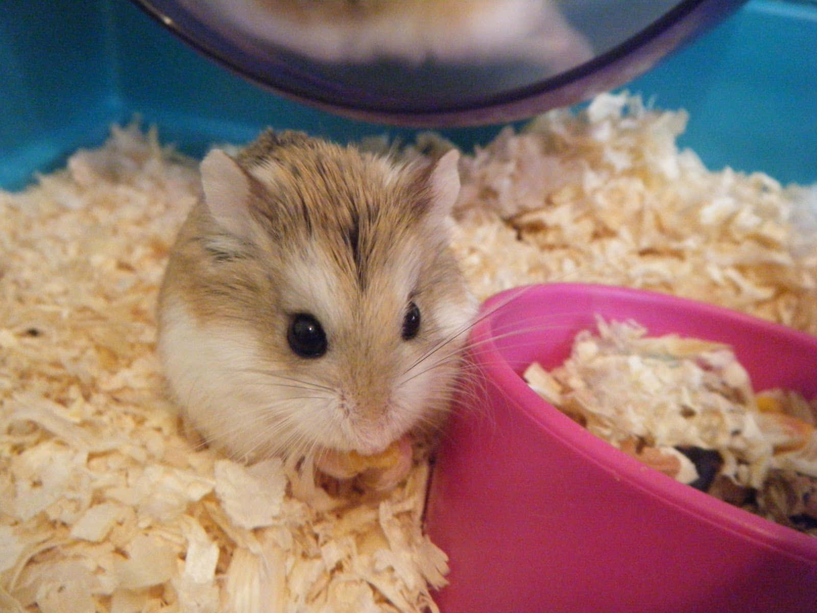 Cute Tiny Brown Hamster Pictures
