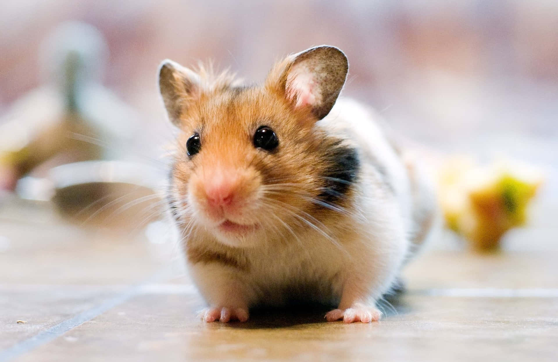 Cute Cherished Hamster Pictures