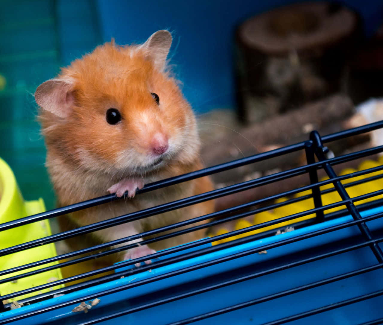 Cute Chubby Hamster Pictures