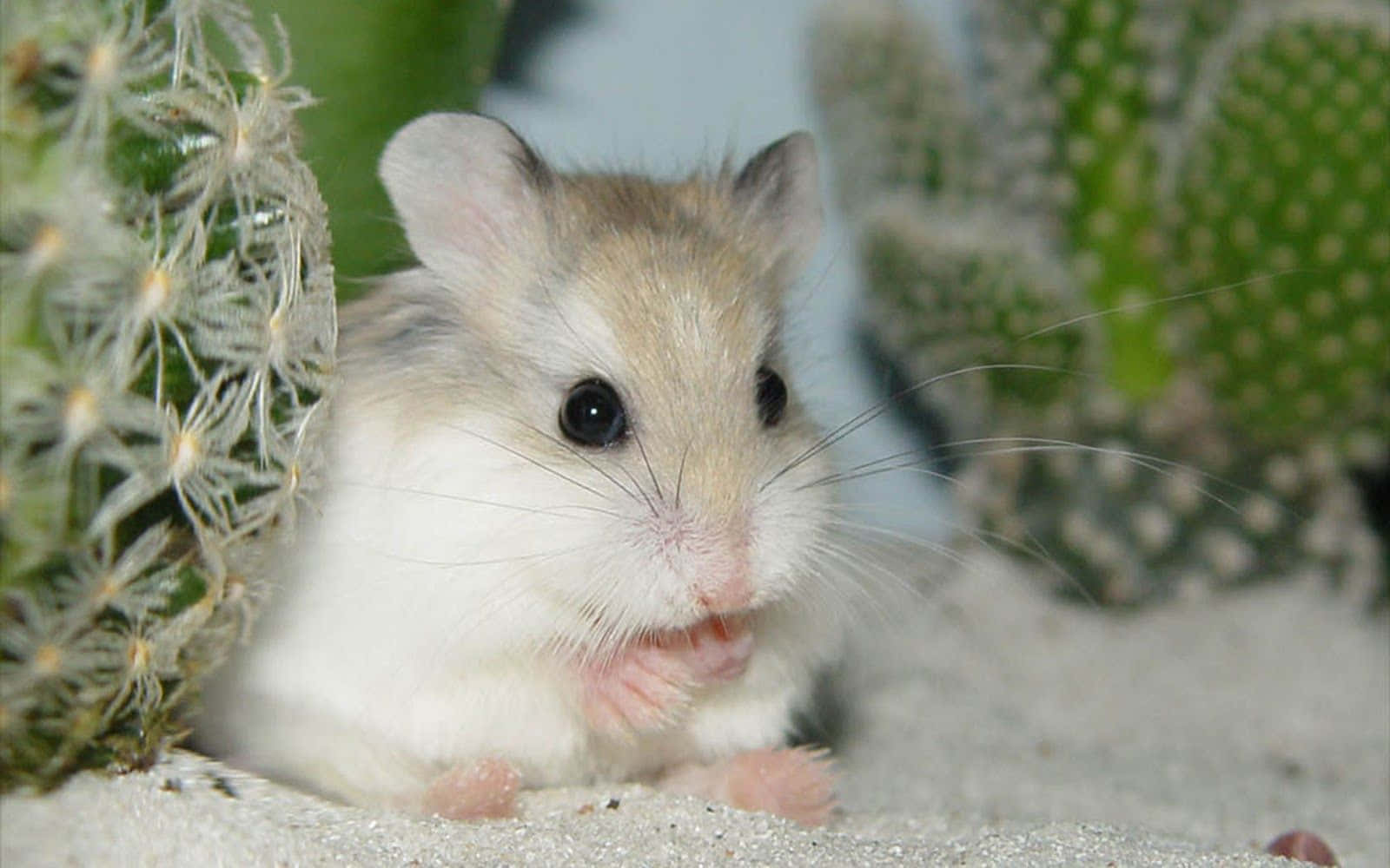 Cute Cactus Hamster Pictures