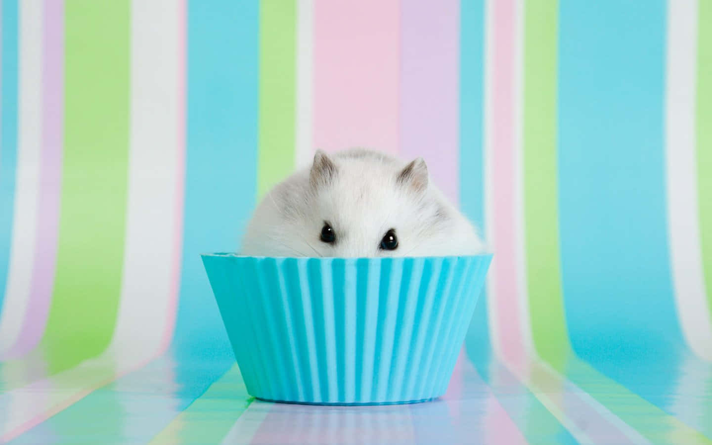 Cute Hiding Hamster Pictures