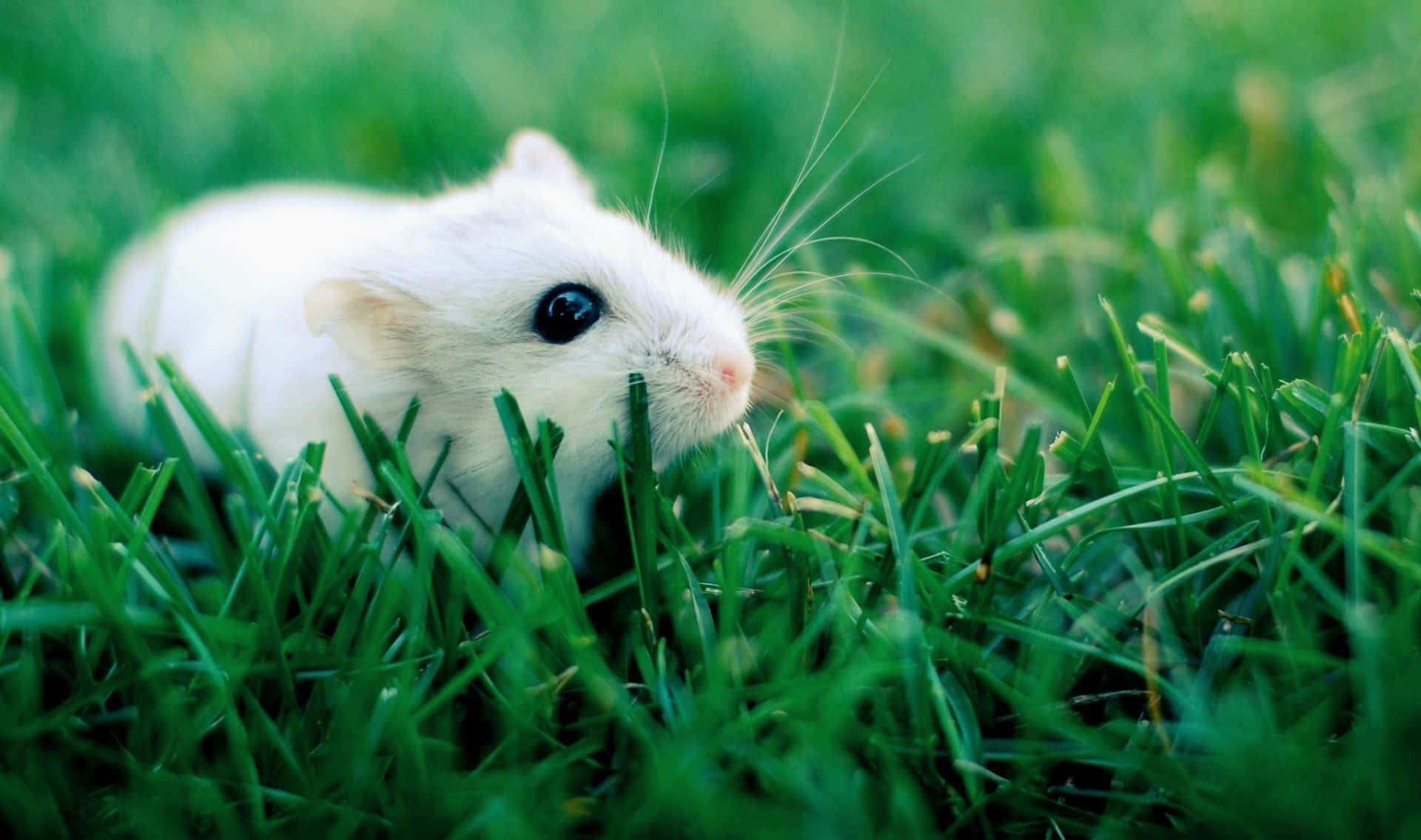 White Cute Hamster Pictures