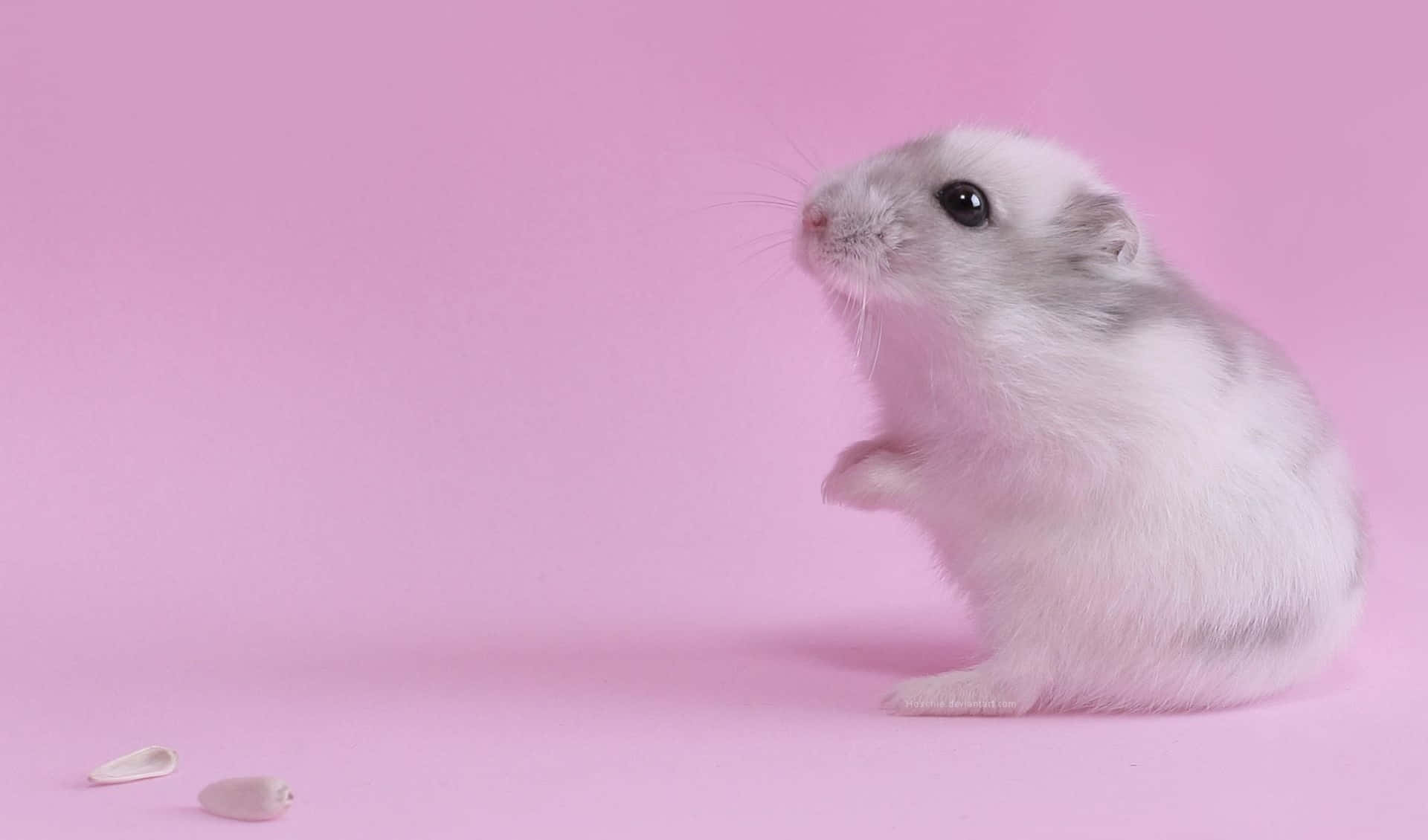 Cute Sweet Hamster Pictures