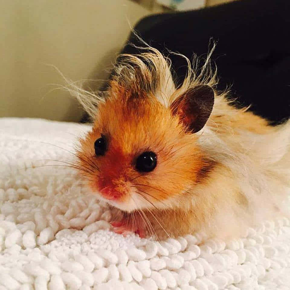 Cute Little Hamster Pictures