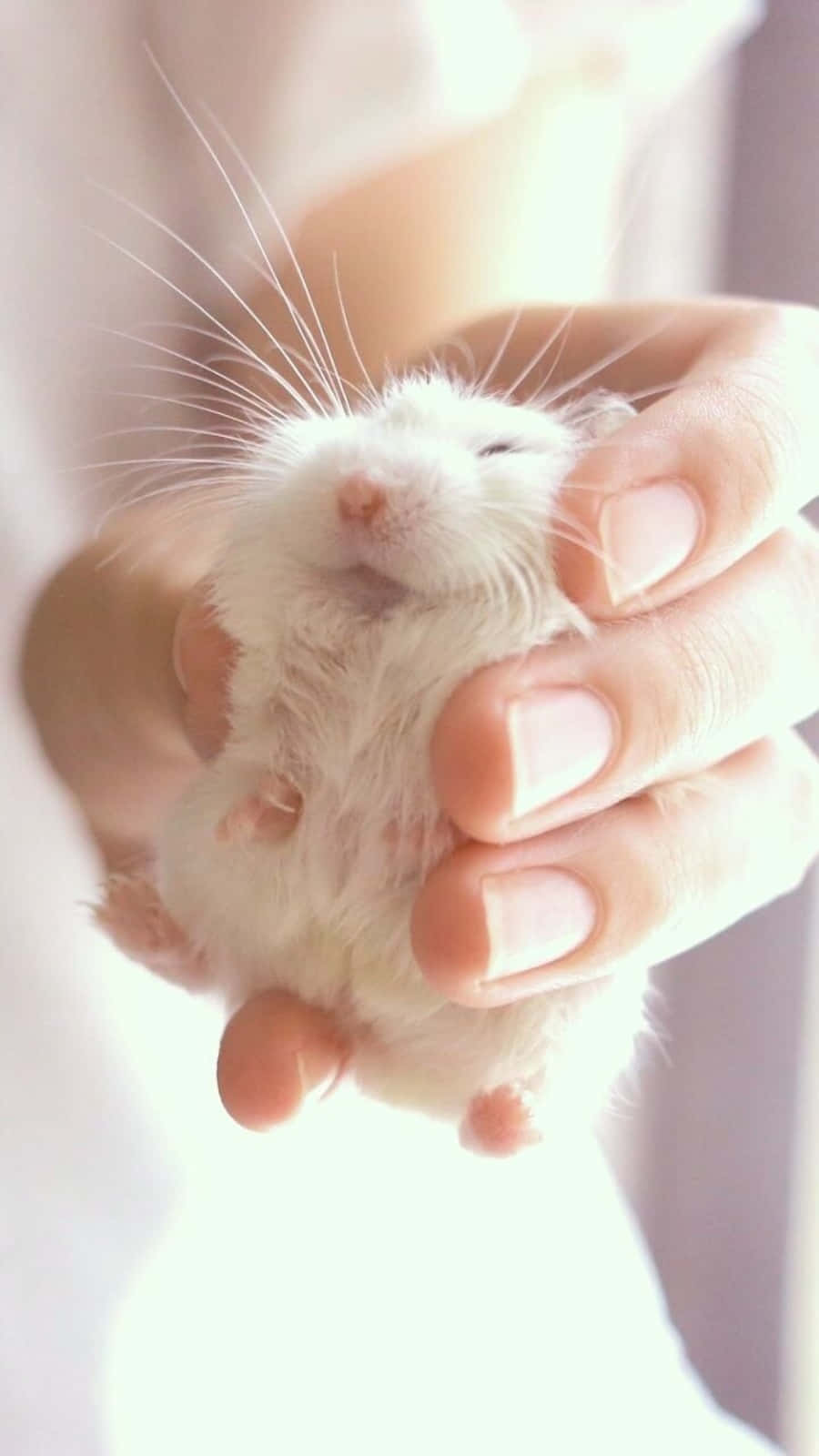 Cute White Hamster Pictures
