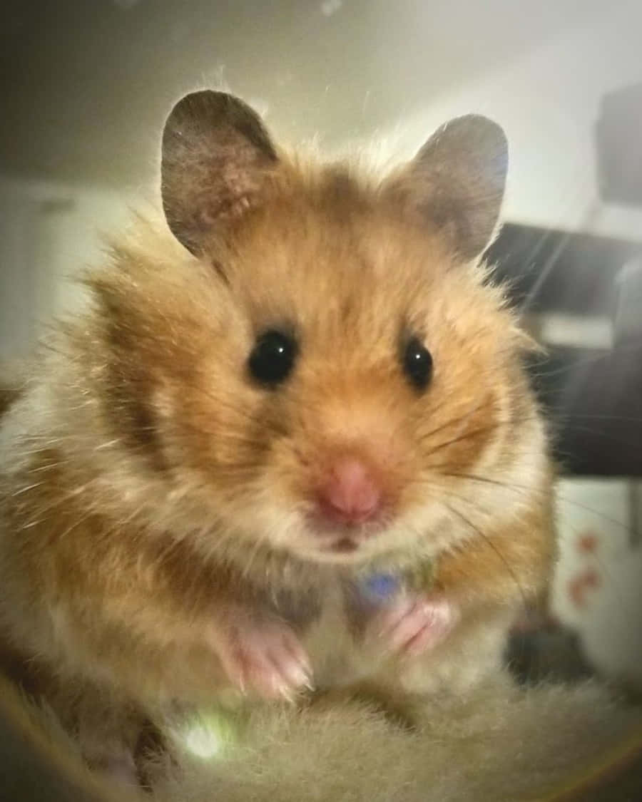 Cute Obese Hamster Pictures