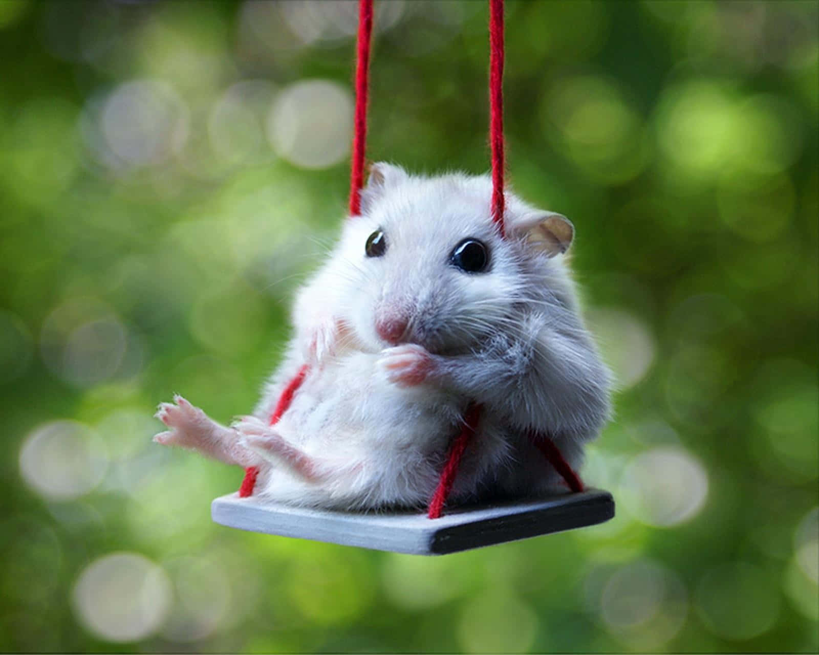 Cute Swinging Hamster Pictures