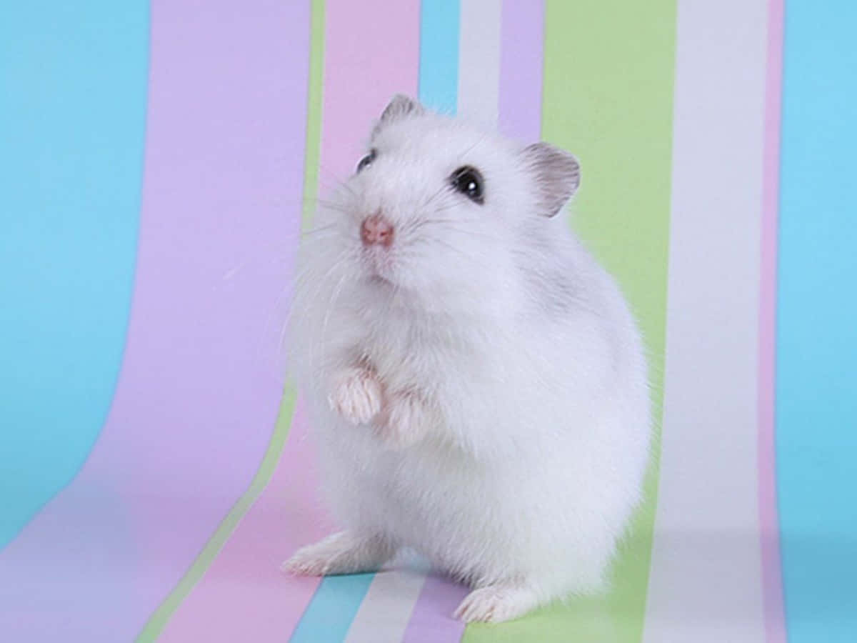 Cute Standing Hamster Pictures