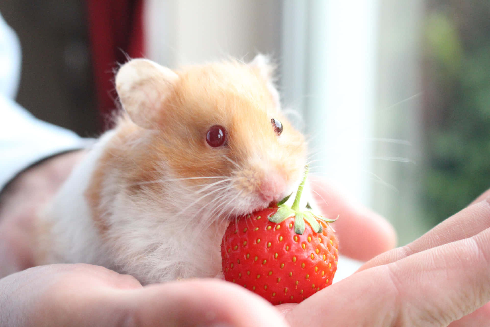 Cute Hamster Eating Strawberry Pictures