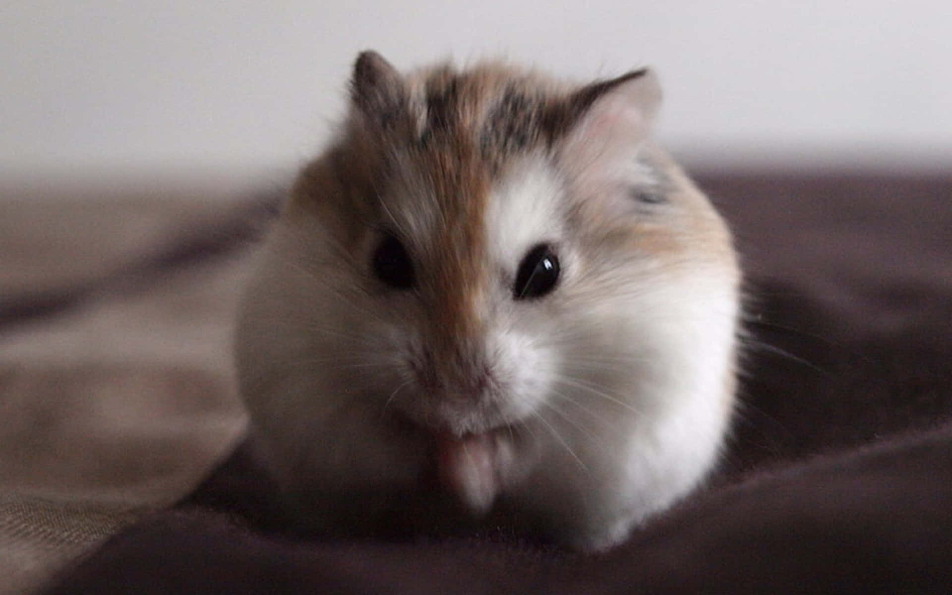 Cute Likable Hamster Pictures