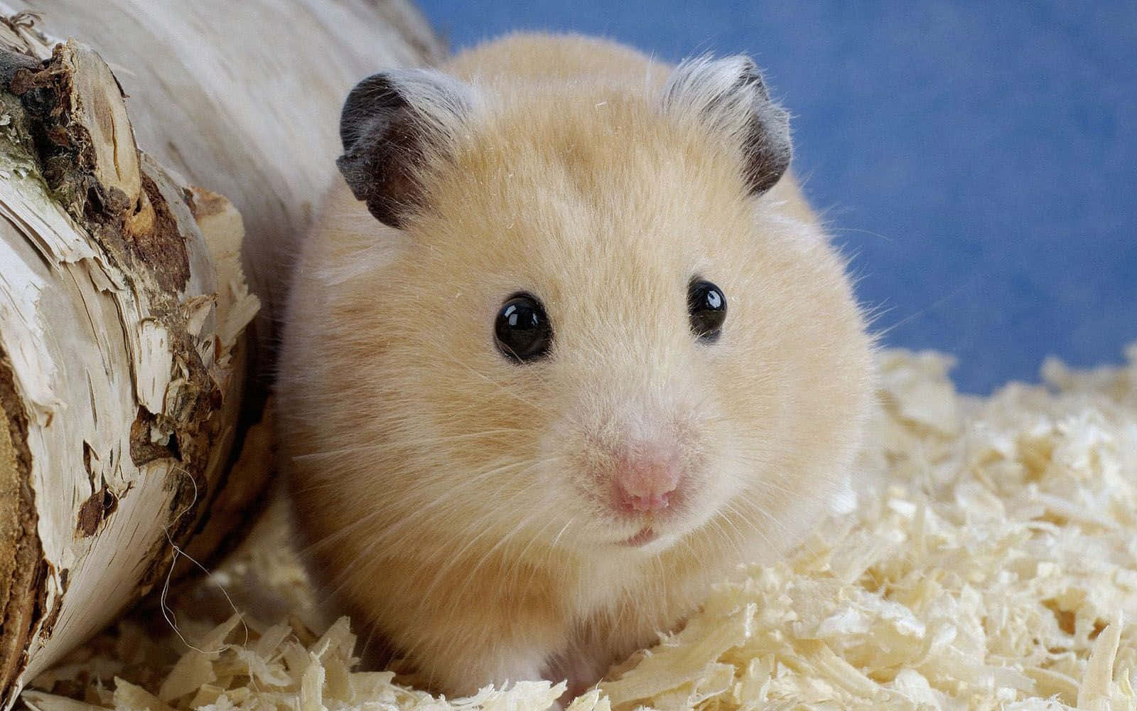 Cute Golden Hamster Pictures