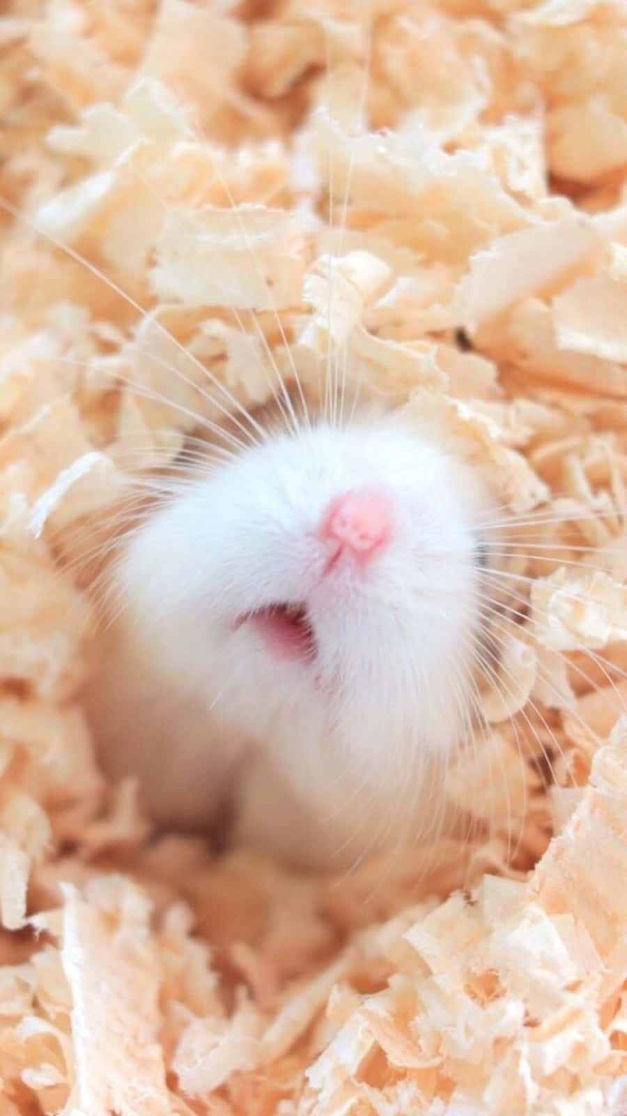 Cute Luxury Hamster Pictures
