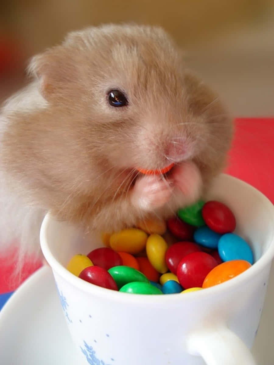 Cute Eating Nips Hamster Pictures