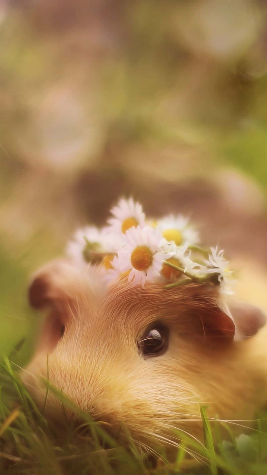 Cute Princess Hamster Pictures