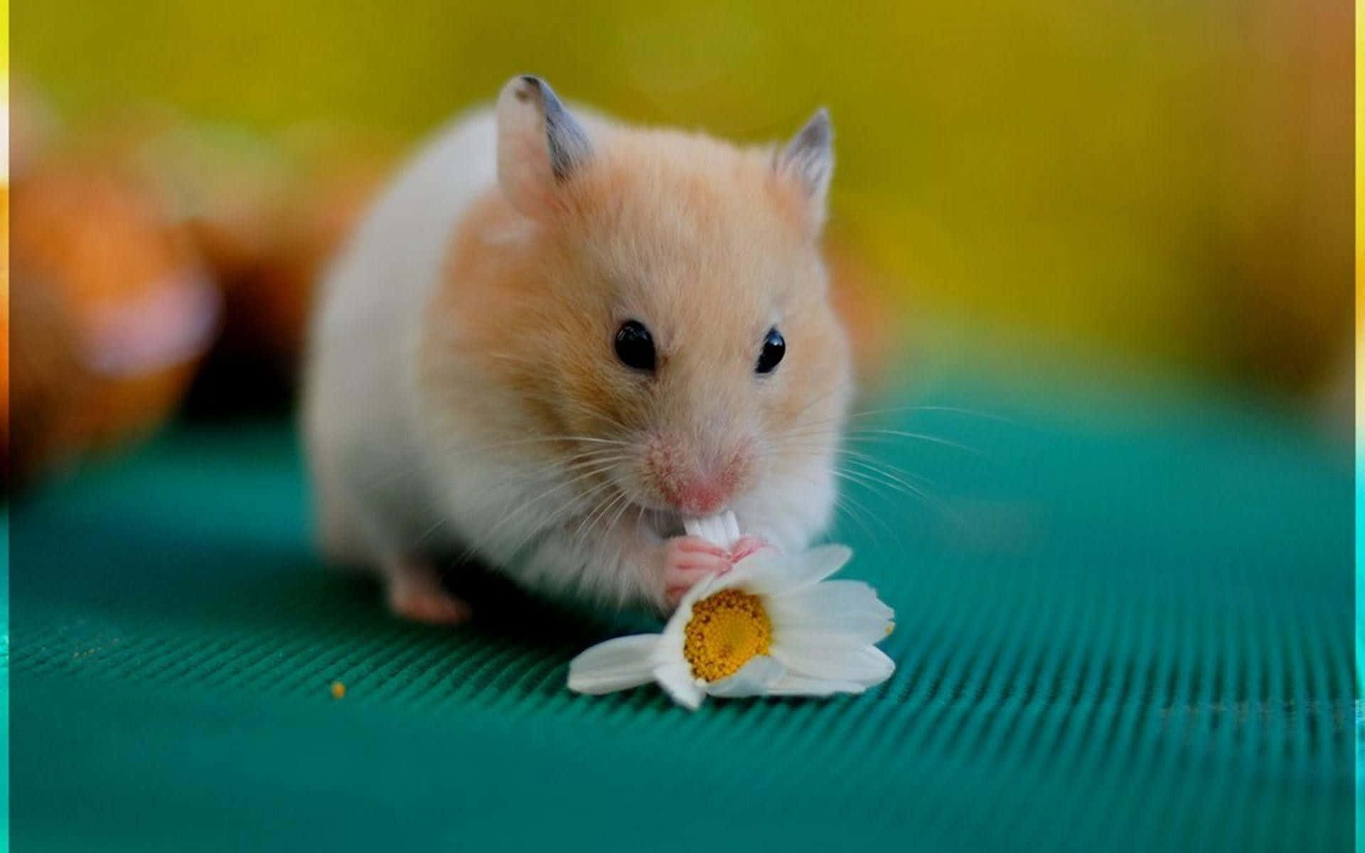 Cute Hamster Stock Pictures