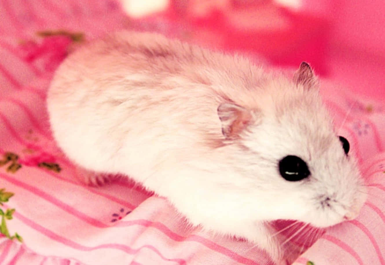 Cute Fluffy Hamster Pictures
