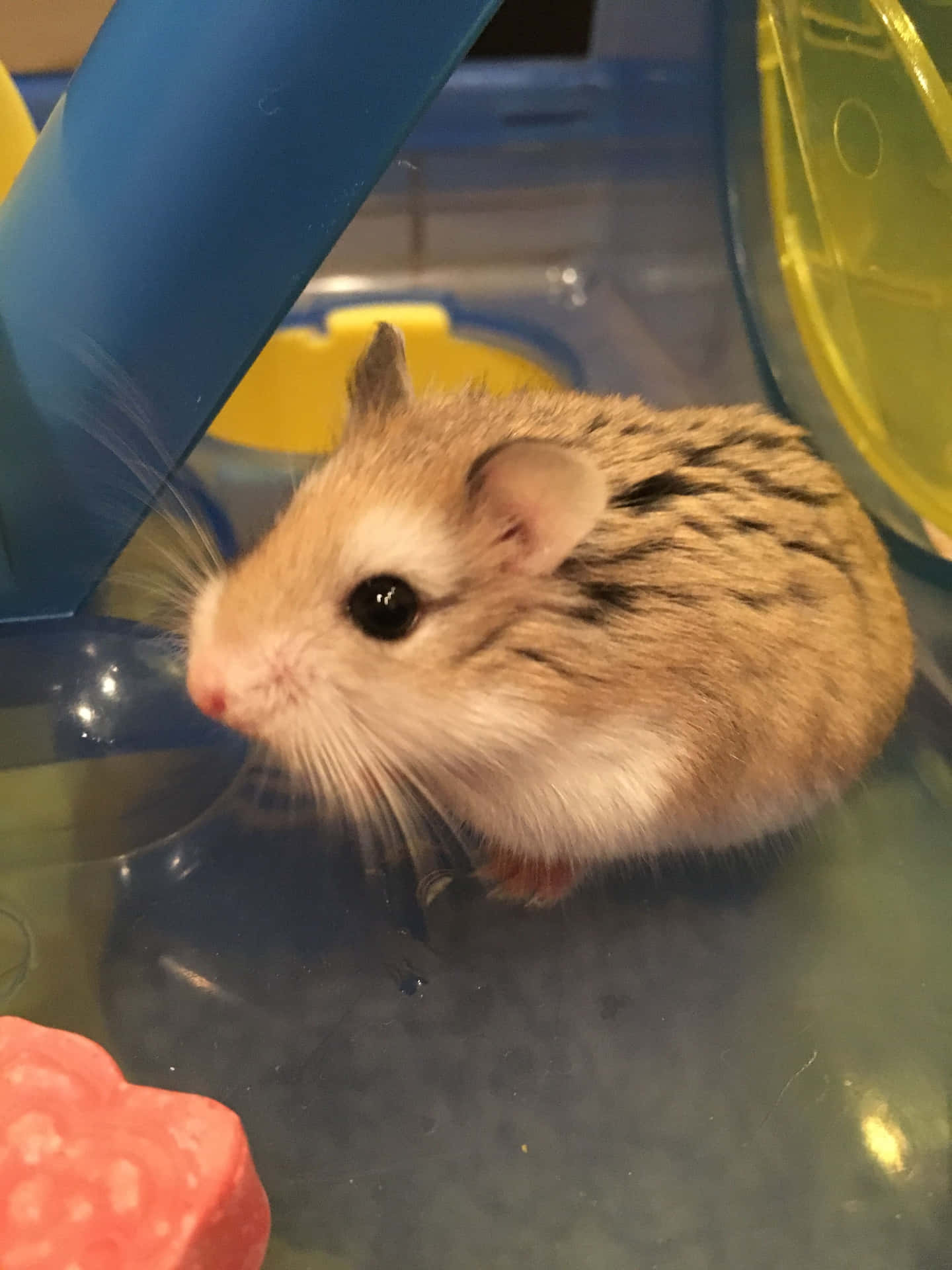 Wild Cute Hamster Pictures