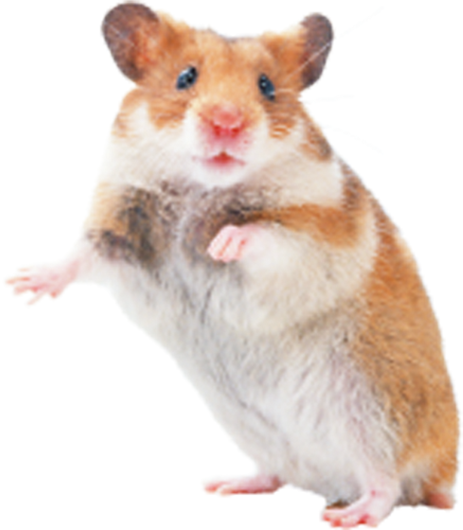 Cute Hamster Standing PNG