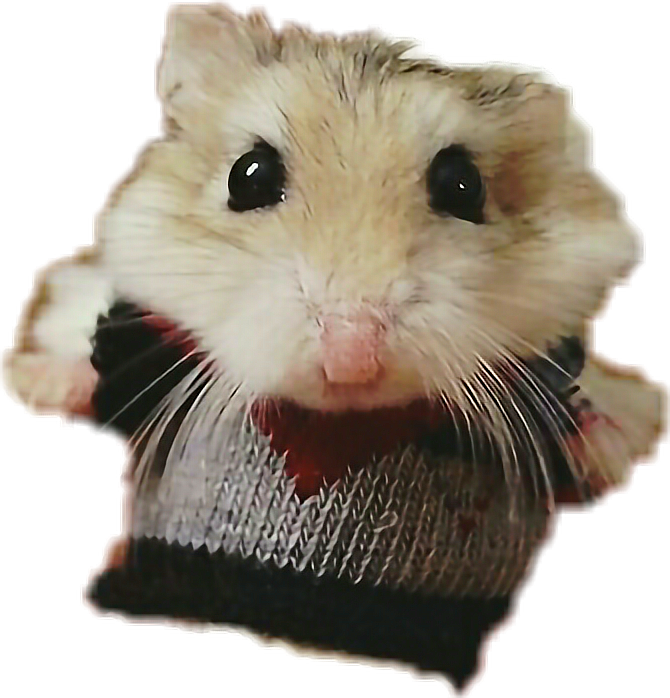 Cute Hamsterin Sweater.png PNG