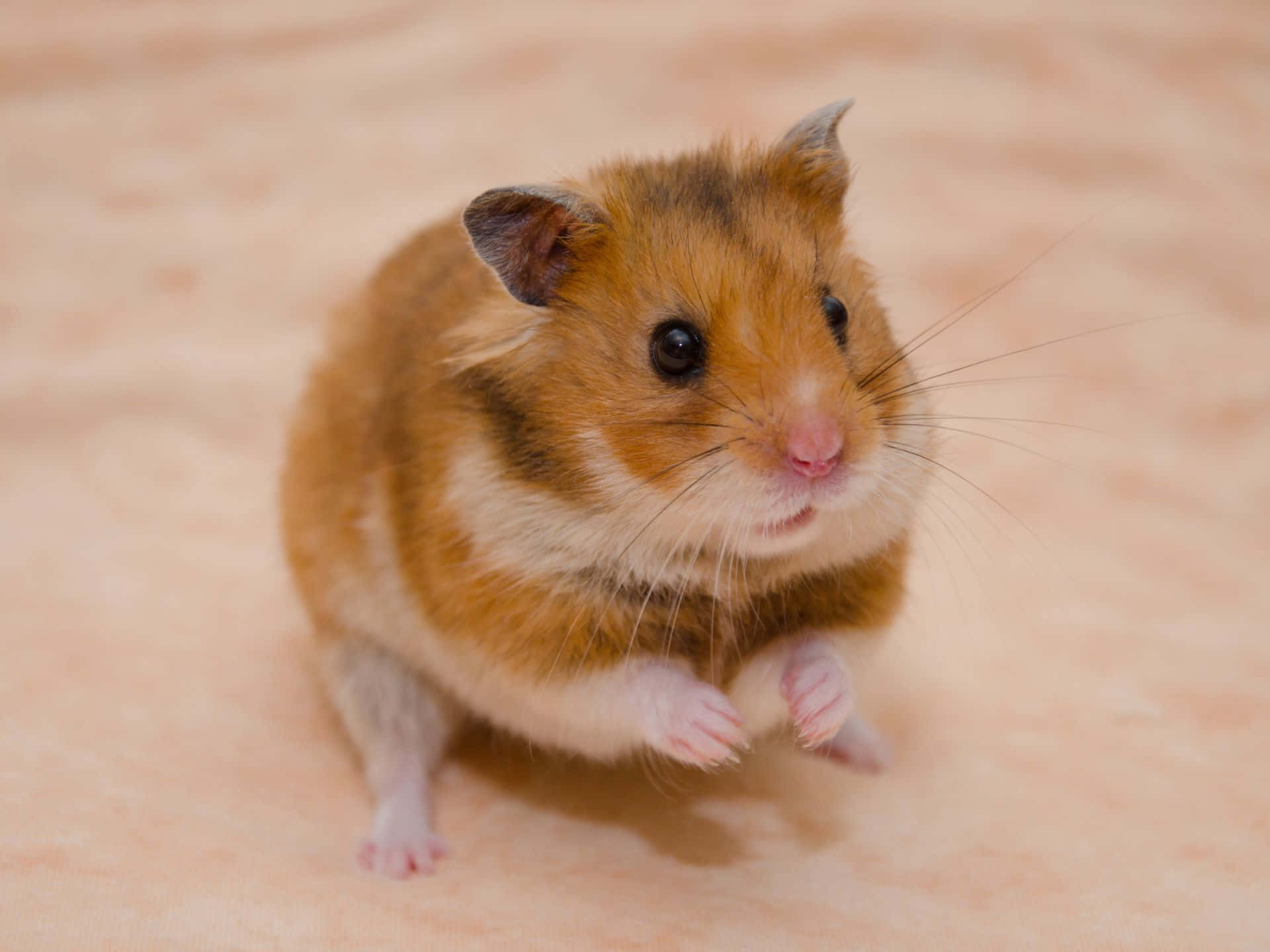 Cute Hamsteron Beige Background Wallpaper