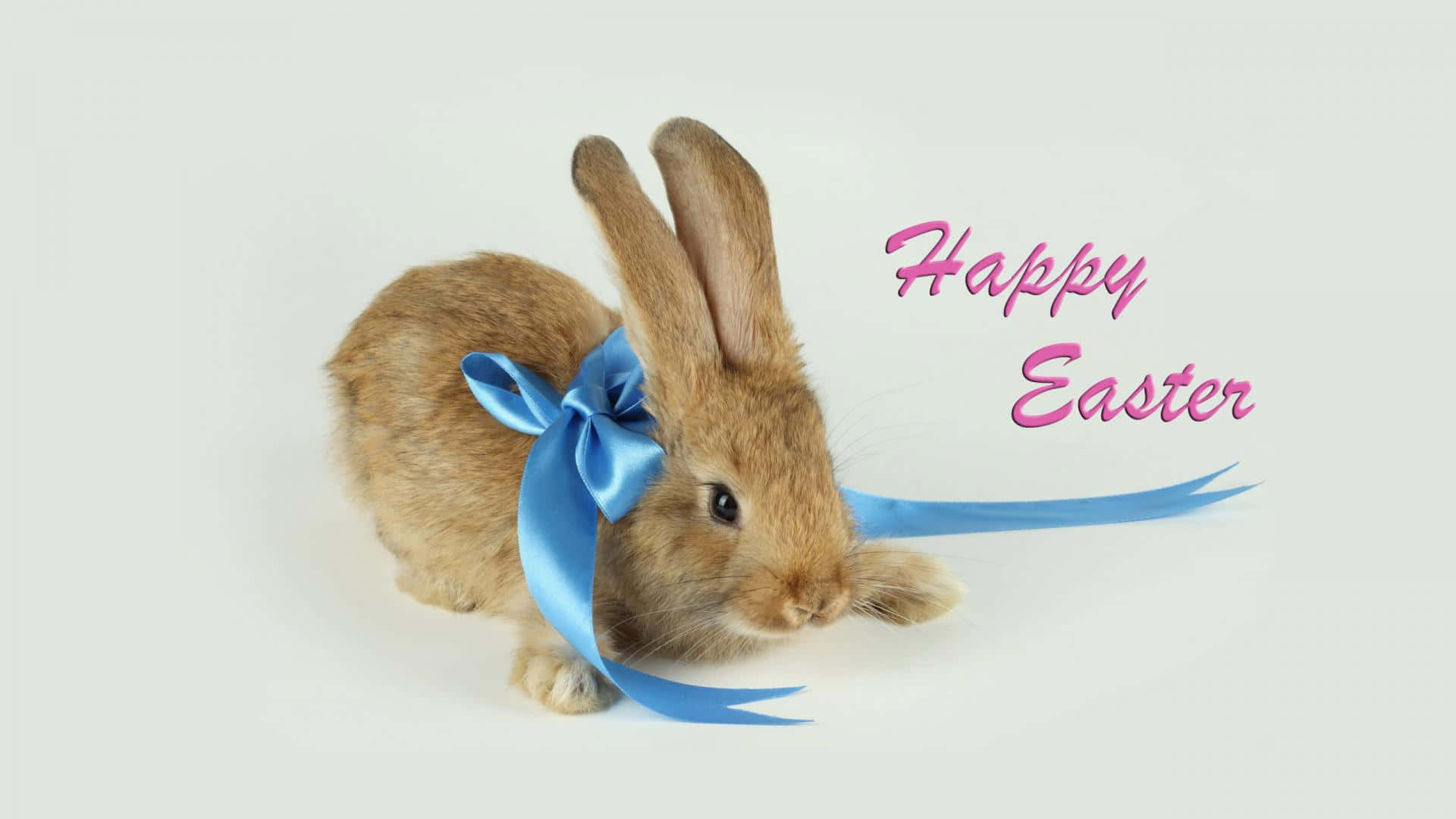 Celebrate Easter With Adorable Rabbits Wallpaper