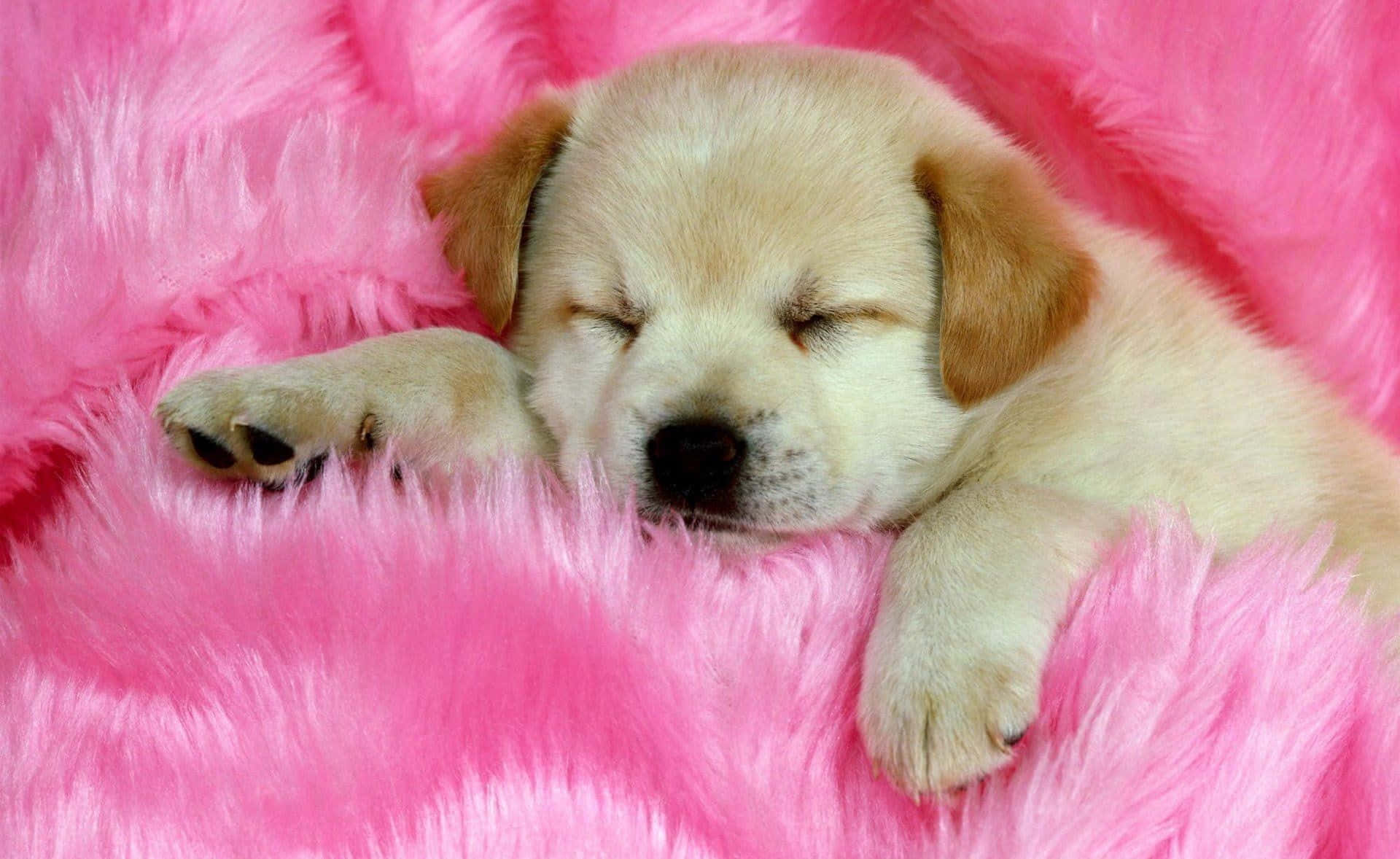 Adorable HD Background with a Cute and Playful Puppy