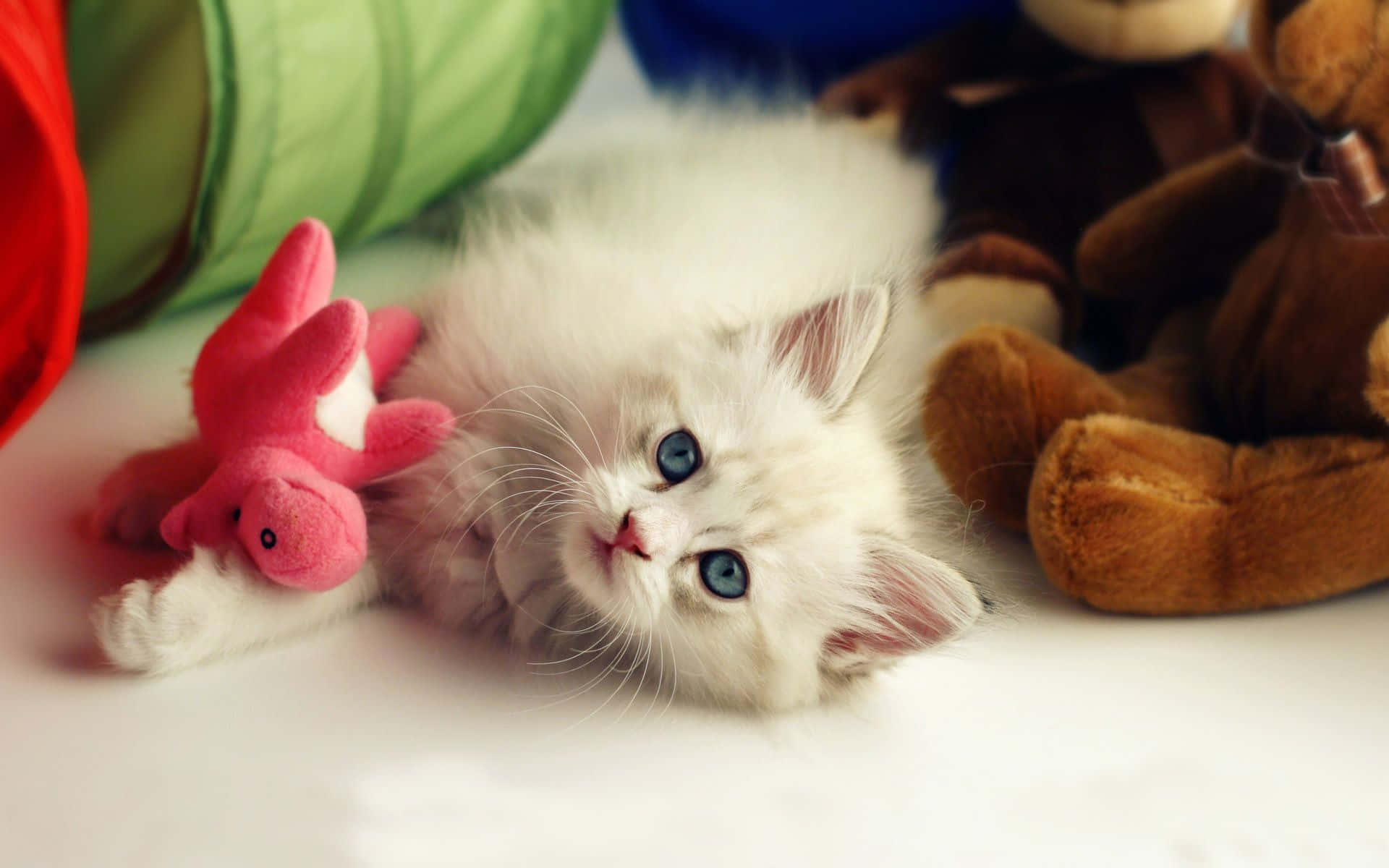 Cute HD 1920x1200 Background: A Playful and Adorable Kitten