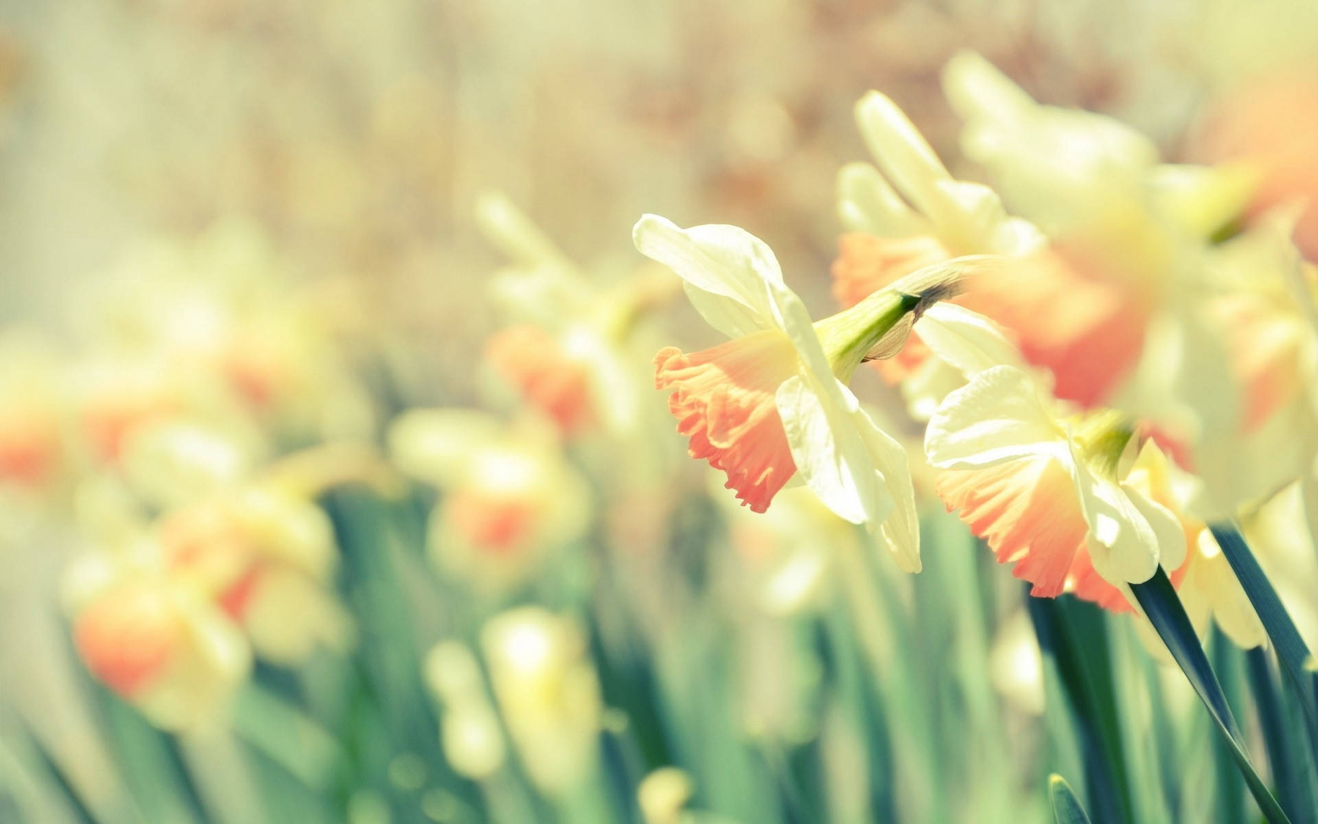 Cute Hd Field Of Daffodils Wallpaper