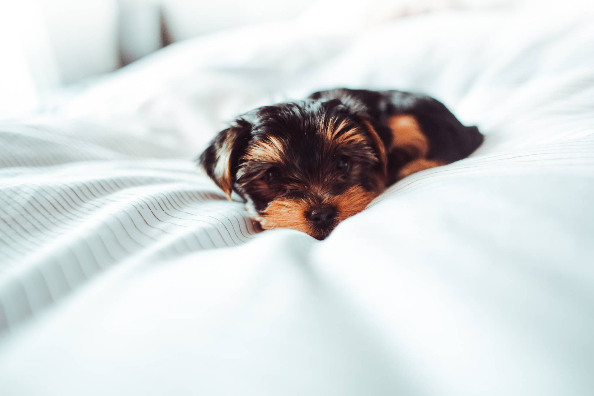 Cute Hd Little Puppy On Bed Wallpaper