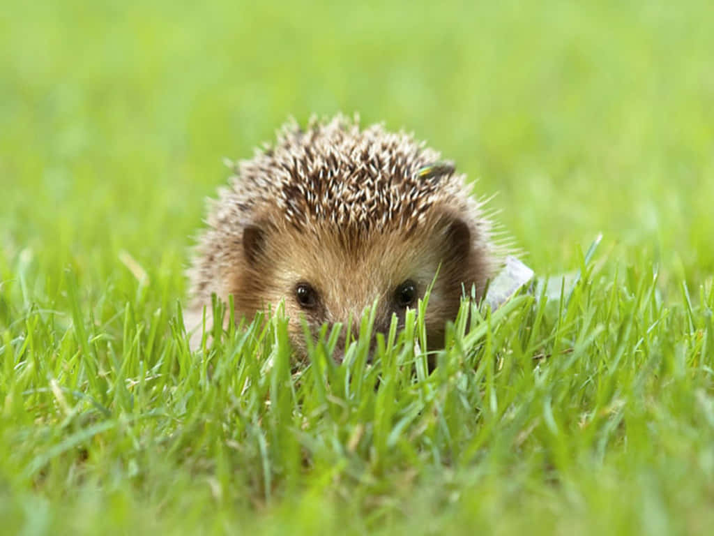 A Hedgehog Is Walking Through The Grass Wallpaper