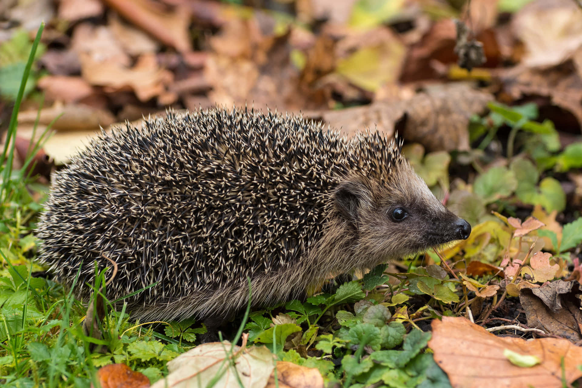 "Look how cunning this little hedgehog is!" Wallpaper