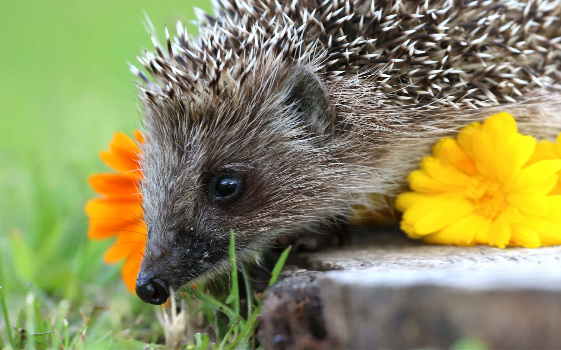 This cute hedgehog will make your day Wallpaper