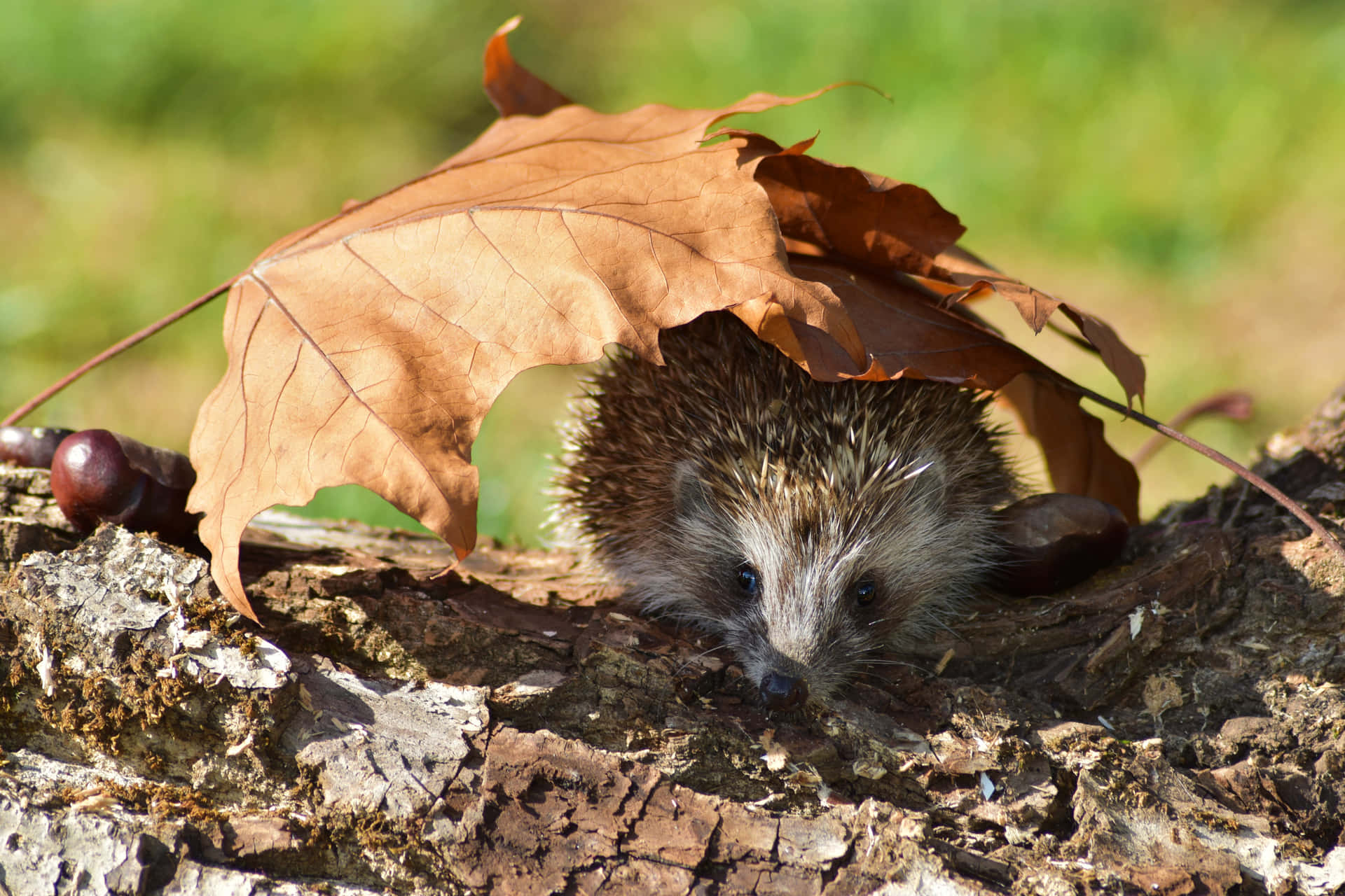 A Hedgehog Is Hiding Under A Leaf Wallpaper