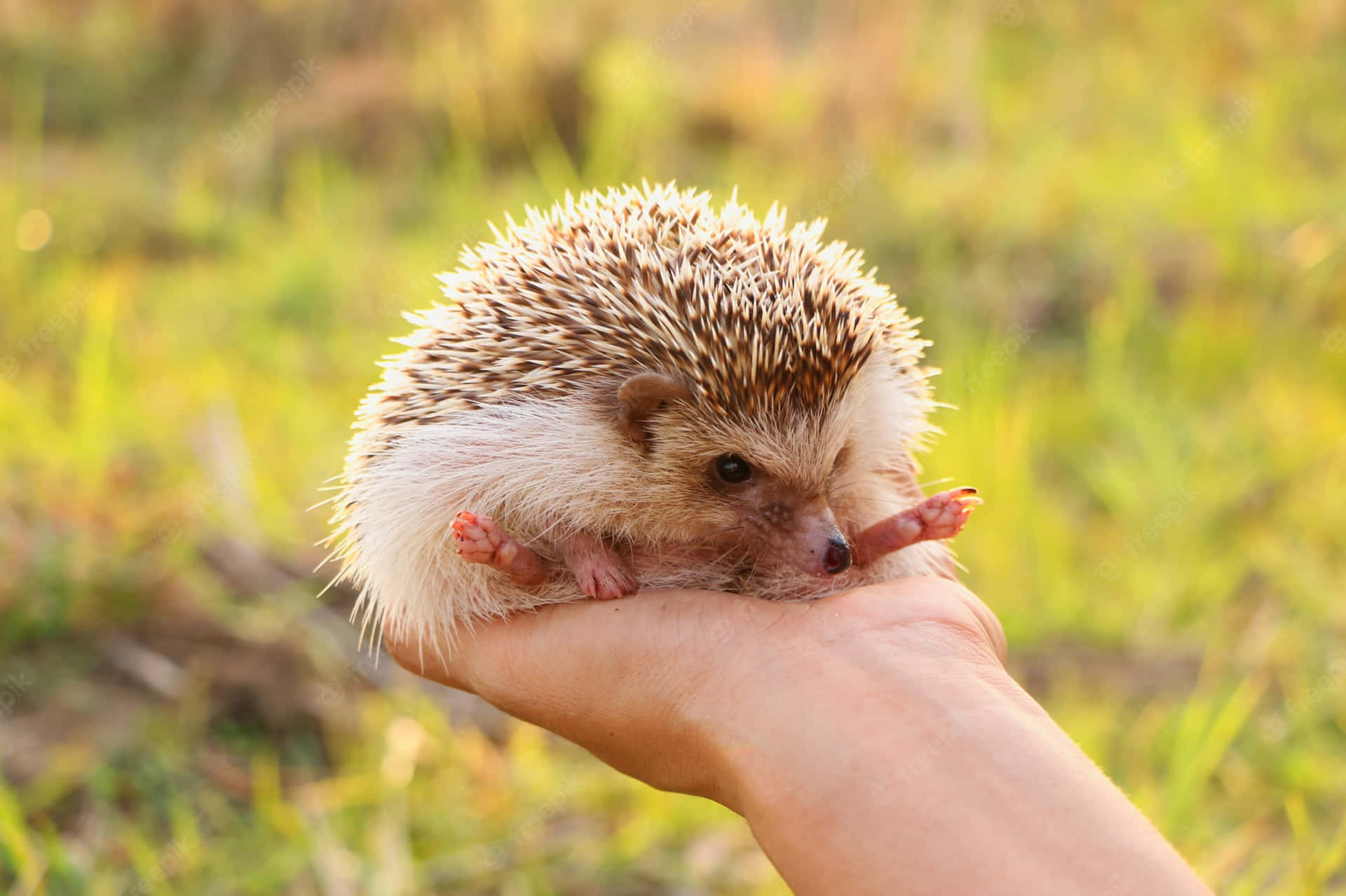'A cute hedgehog bakes in the sun.' Wallpaper