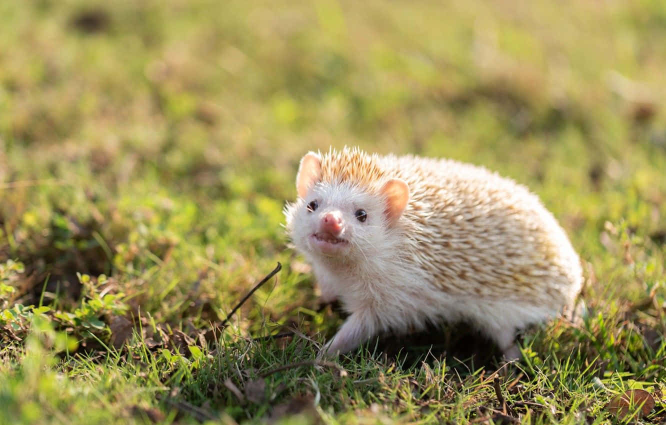 A sweet little hedgehog giving a gentle hug. Wallpaper
