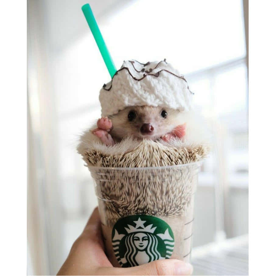 Cute Hedgehog Inside Starbucks Cup Picture