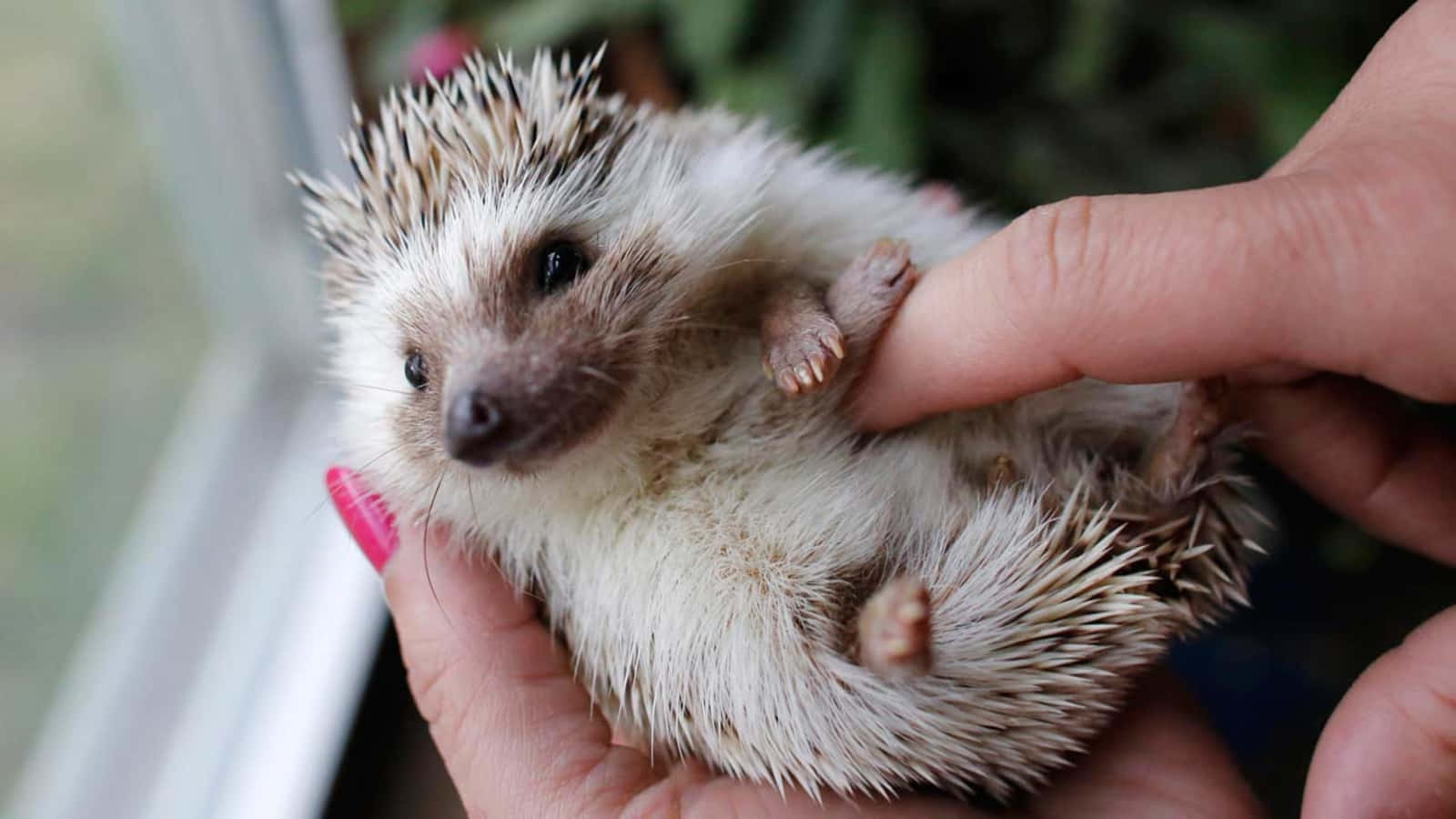 Cute Hedgehog On Hand Being Tickled Picture