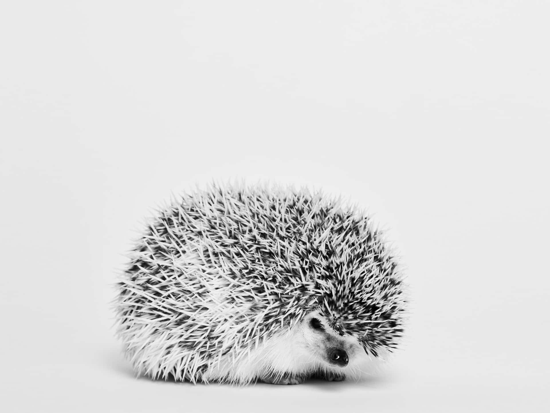 Cute Hedgehog Black And White Photography Picture