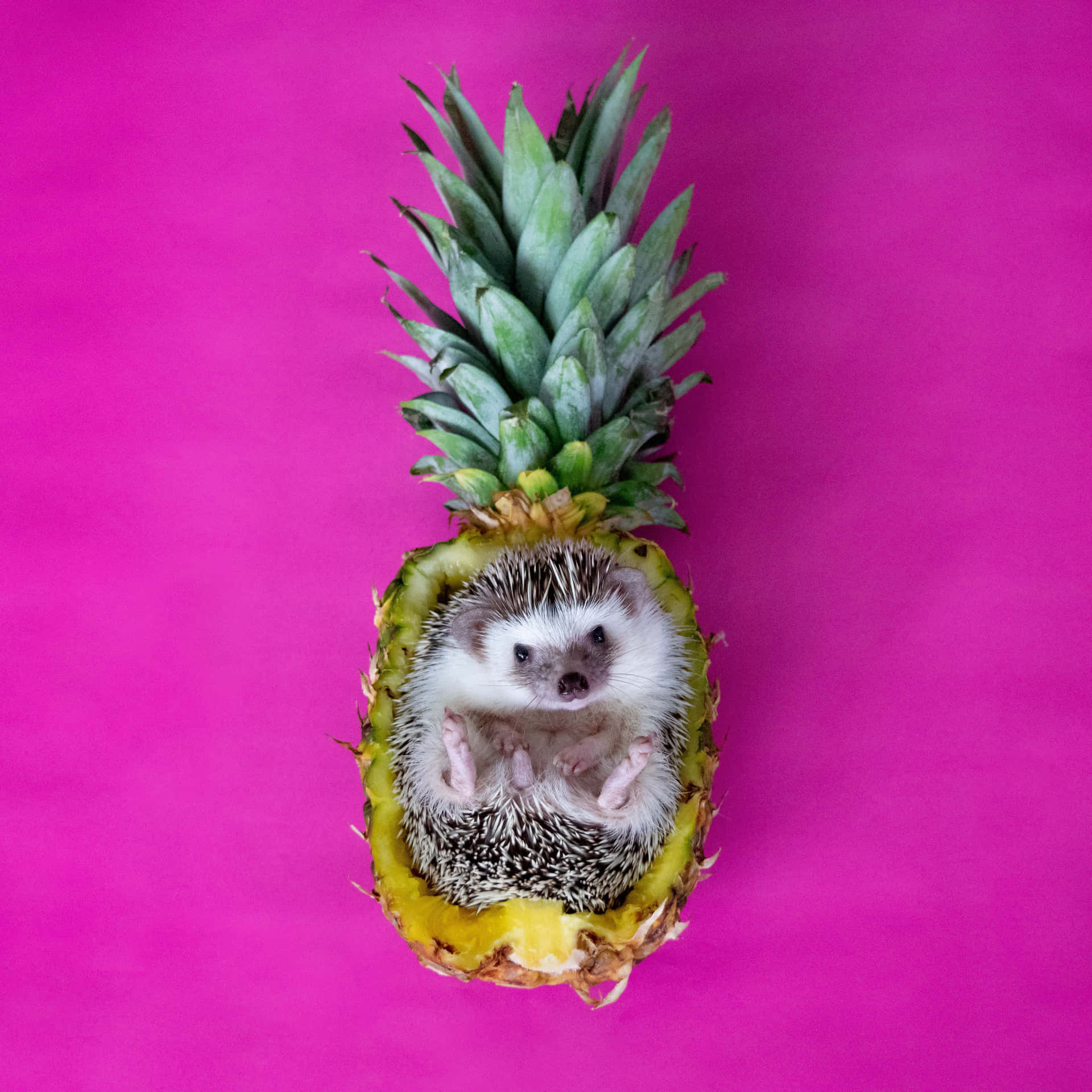 Cute Hedgehog Inside Pineapple On Pink Picture