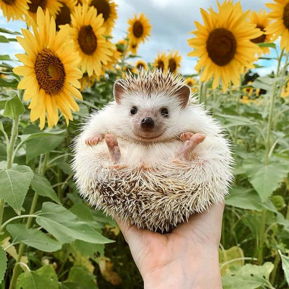 Cute Hedgehog In Sunflower Field Picture