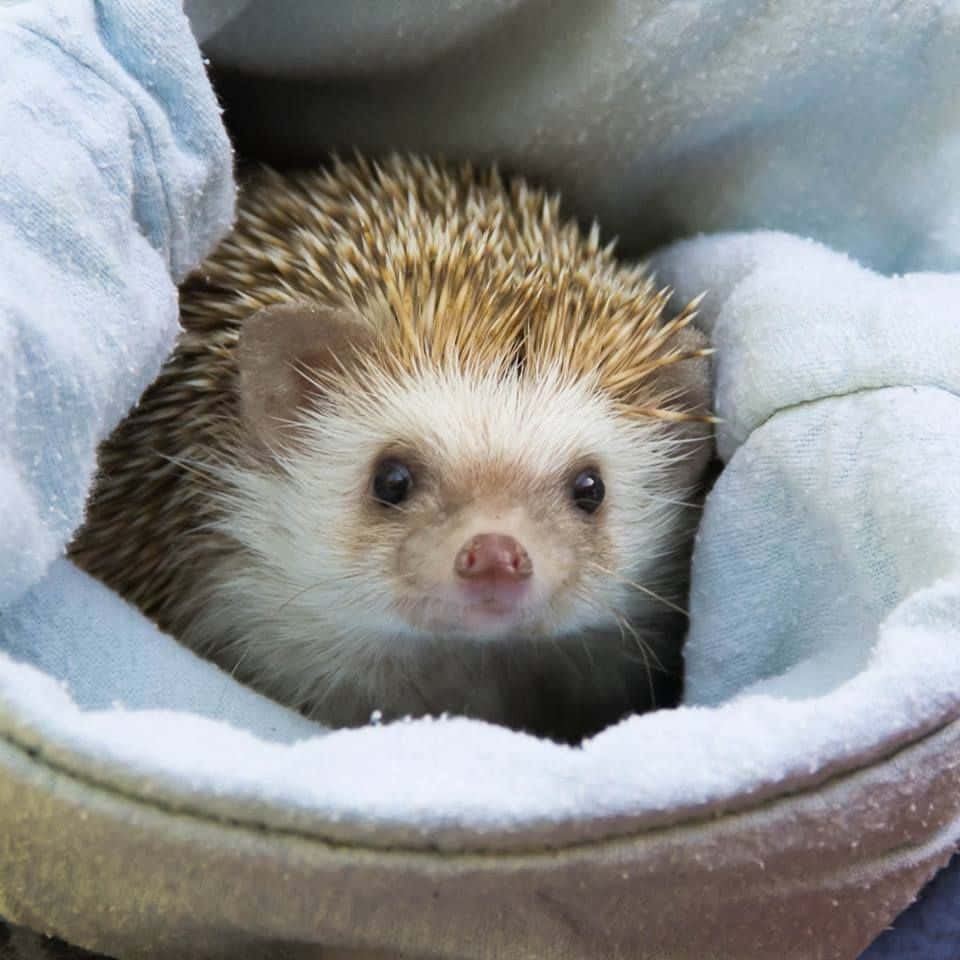 Cute Hedgehog On White Blankets Picture