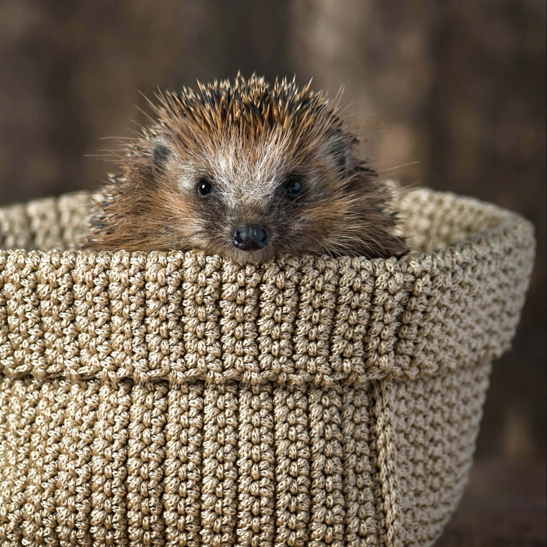 Cute Hedgehog Hiding In Beanie Picture