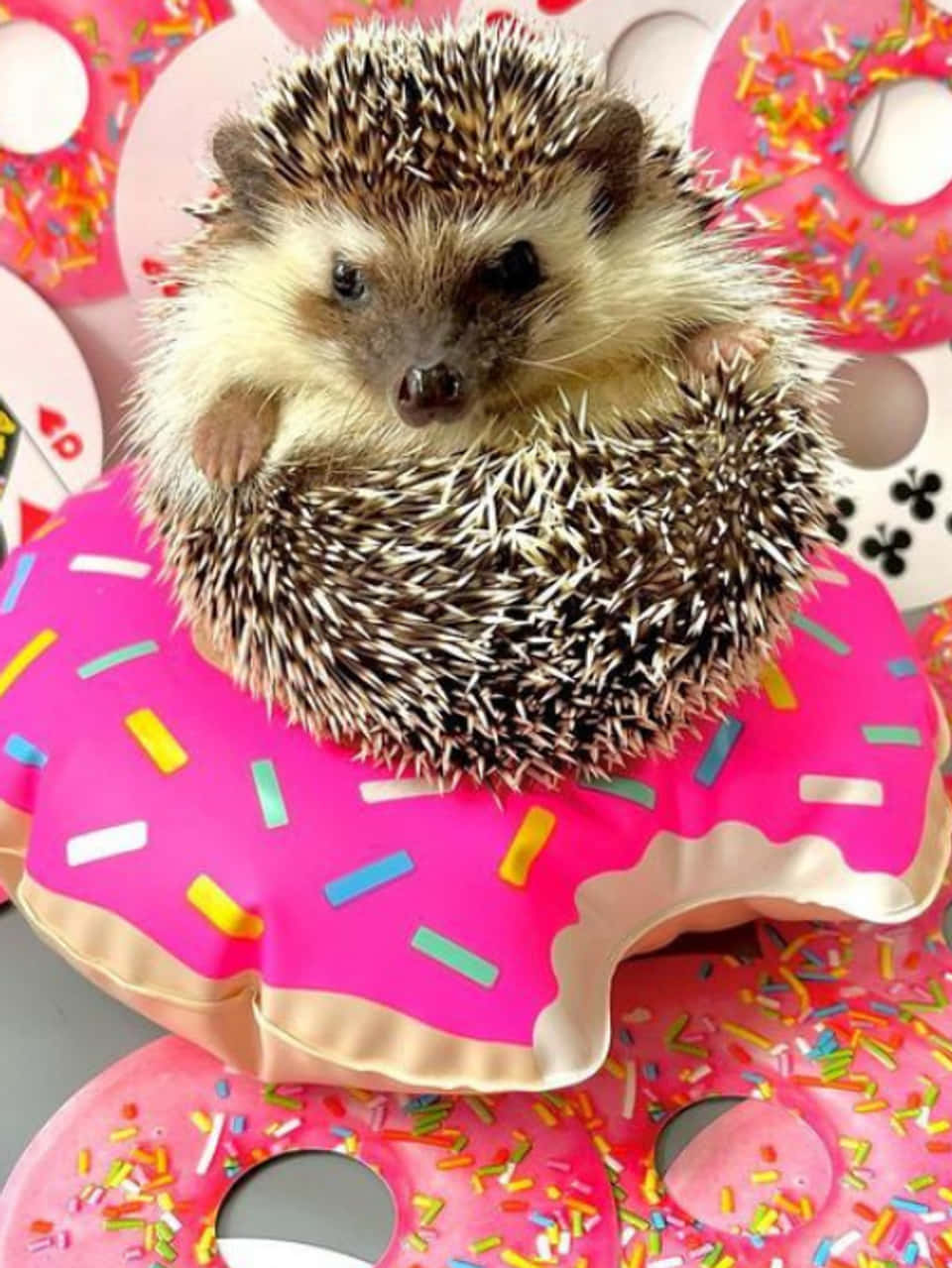 Cute Hedgehog On Donut Pillows Picture