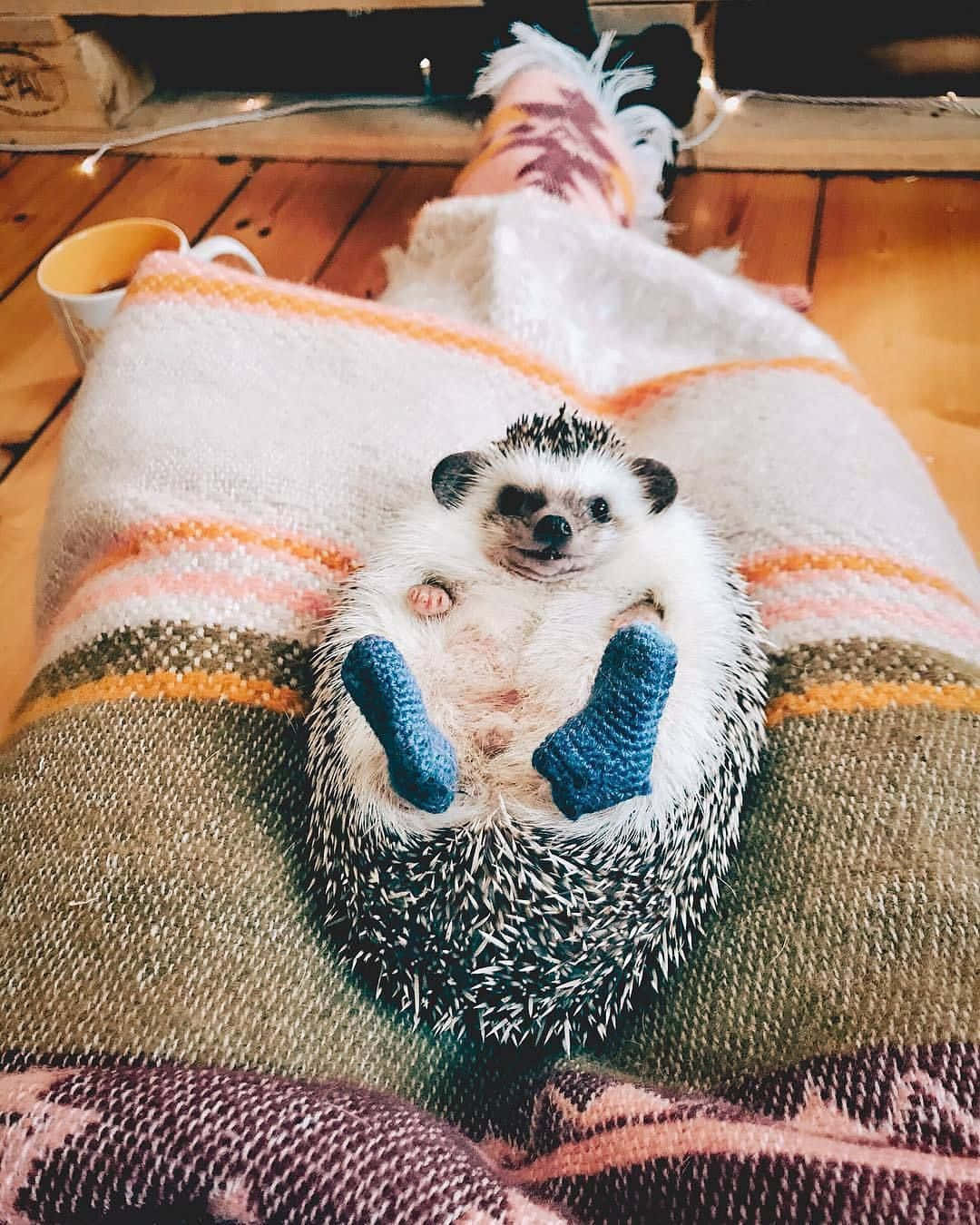 Cute Hedgehog On Pillow Wearing Socks Picture